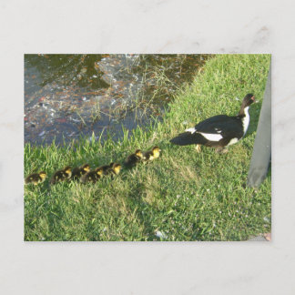 baby ducks :) postcard