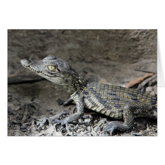 Baby dwarf crocodile cards (Front Horizontal)