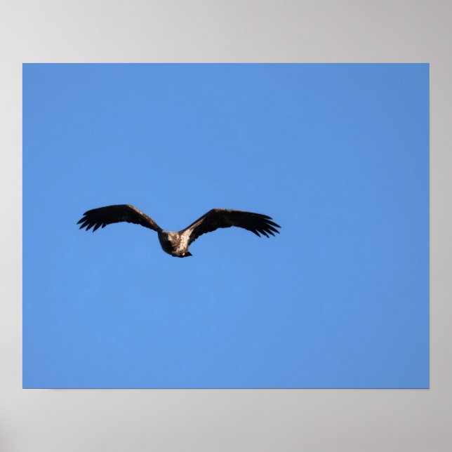 Baby Eagle! Poster (Front)