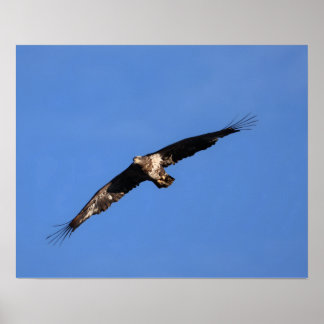 Baby eagle! poster