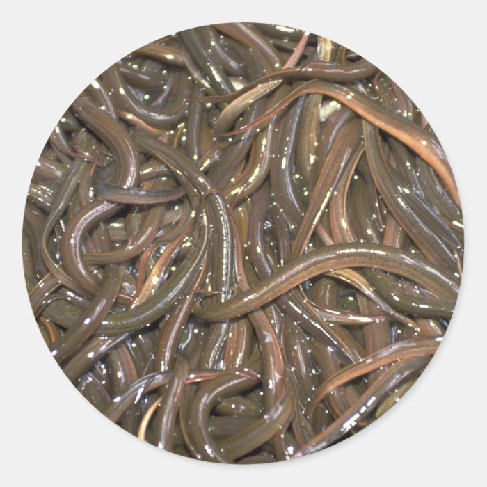 Baby eels round sticker