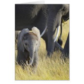 Baby Elephant (Front)