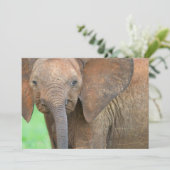Baby elephant (Standing Front)