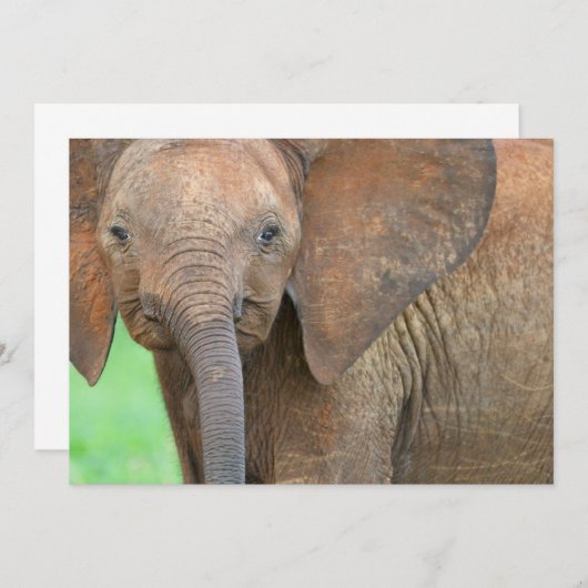 Baby elephant (Front/Back)