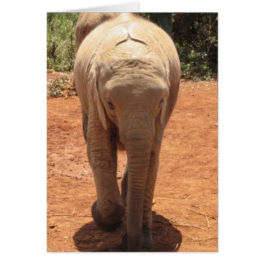 Baby Elephant (Front)