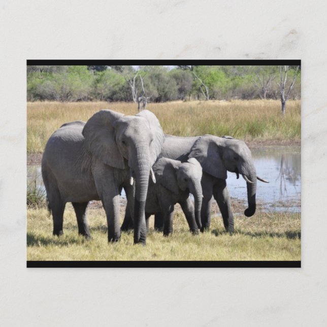 Baby Elephant and Family Post Card (Front)