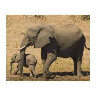 Baby Elephant And Mother Wood Wall Decor
