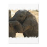 Baby Elephant Card