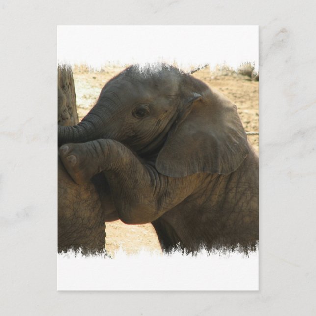 Baby Elephant Card (Front)