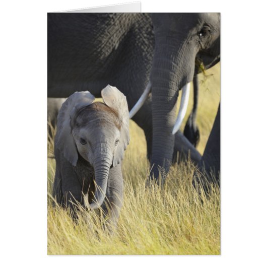 Baby Elephant Cards (Front)