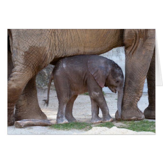 Baby Elephant Cards (Front Horizontal)