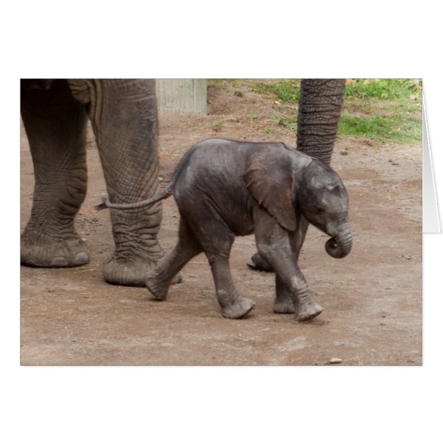Baby Elephant Cards (Front Horizontal)