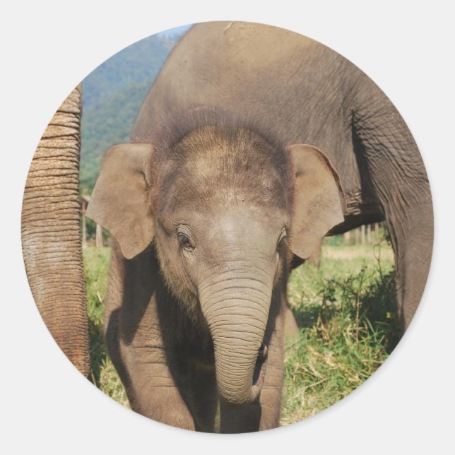 Baby Elephant Classic Round Sticker (Front)