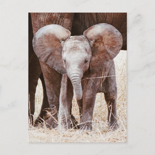 Baby Elephant Cute African Elephant with Mom Postcard