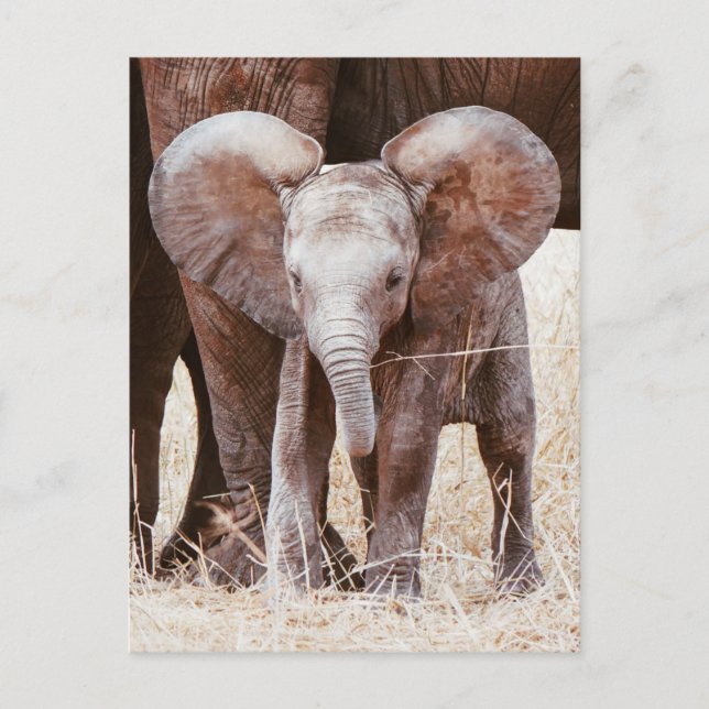 Baby Elephant Cute African Elephant with Mom Postcard (Front)