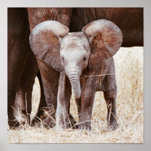Baby Elephant Cute African Elephant with Mom Poster