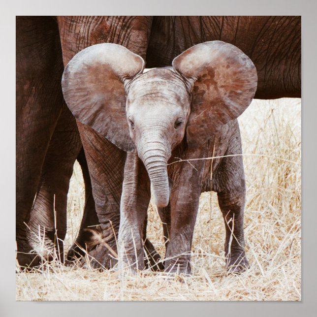 Baby Elephant Cute African Elephant with Mom Poster (Front)