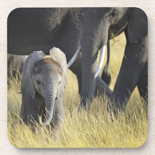 Baby Elephant Drink Coaster (Front)