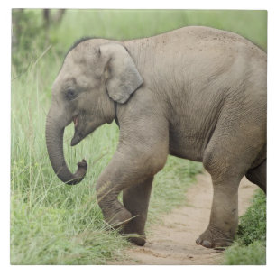 Baby Elephant following the mother,Corbett Ceramic Tile