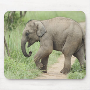 Baby Elephant following the mother,Corbett Mouse Pad