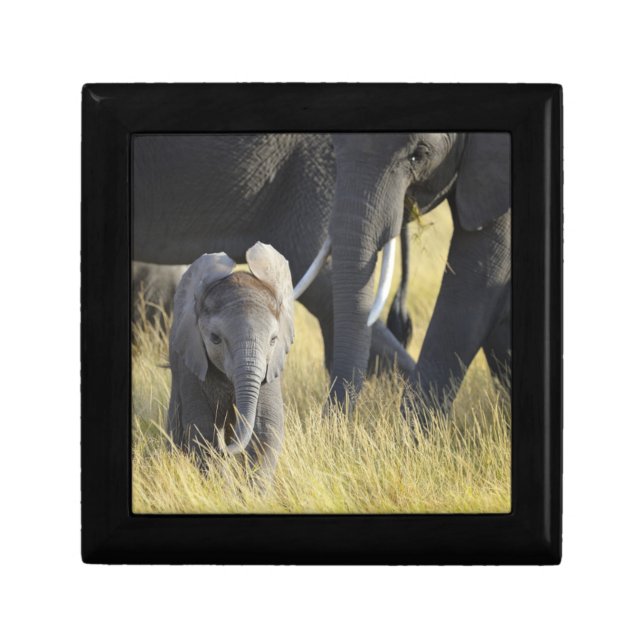 Baby Elephant Gift Box (Front)