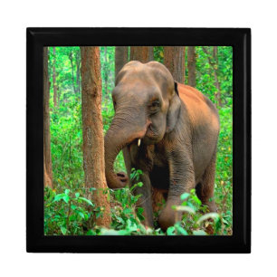Baby Elephant Gift Box