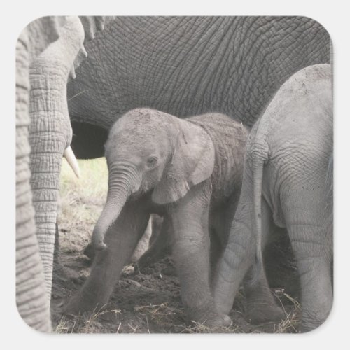 Baby elephant is standing and wobbly square sticker