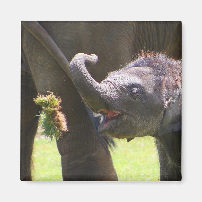 Baby elephant magnet (Front)