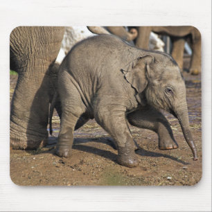 Baby elephant mouse pad