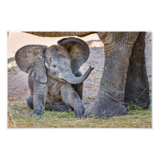 Baby Elephant Photo Print