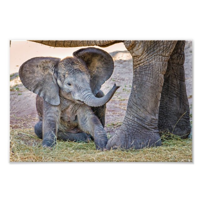 Baby Elephant Photo Print (Front)