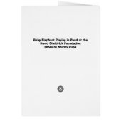 Baby Elephant Playing in Pond Cards (Back)