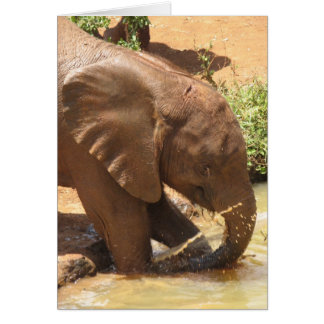 Baby Elephant Playing in Pond Cards