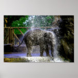 Baby Elephant Playing In Waterfall Poster
