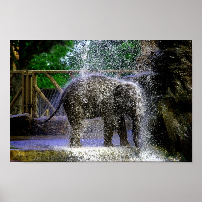 Baby Elephant Playing In Waterfall Poster (Front)