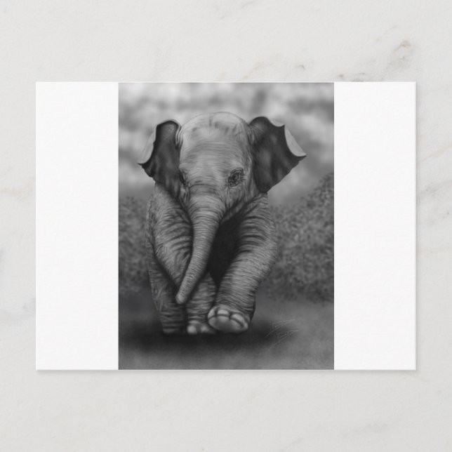 Baby Elephant Postcard (Front)