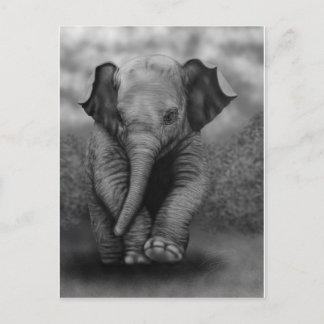 Baby Elephant Postcard