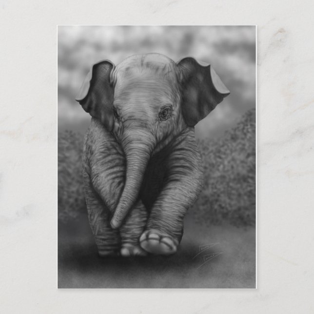 Baby Elephant Postcard (Front)