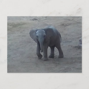 Baby Elephant Postcard - by Fern Savannah