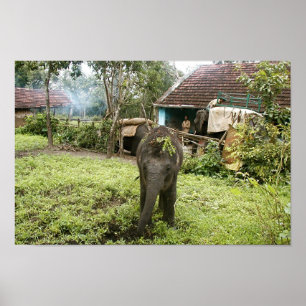 baby elephant poster