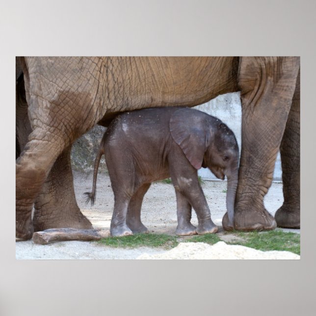 Baby Elephant Poster (Front)