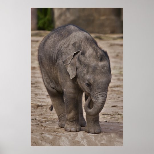 Baby Elephant Print | Zazzle