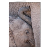 Baby Elephant Snuggles (Front)
