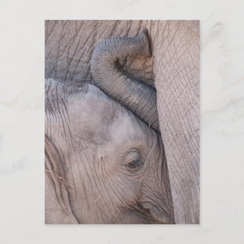 Baby Elephant Snuggles Postcard