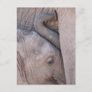 Baby Elephant Snuggles Postcard