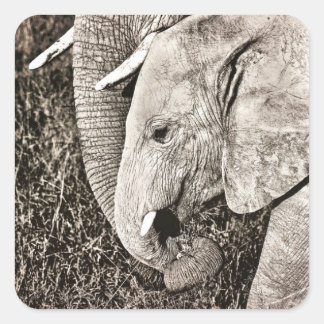 Baby elephant square sticker