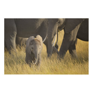 Baby Elephant Wood Wall Art