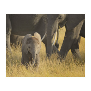 Baby Elephant Wood Wall Decor