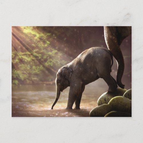 Baby Elephants First Bath Postcard