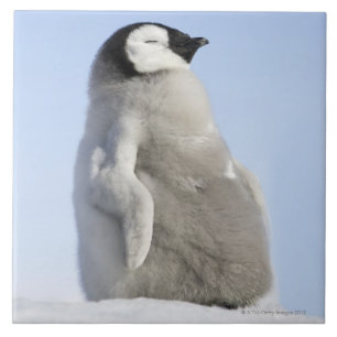Baby Emperor Penguin, Snow Hill Island Ceramic Tile